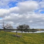 Isabel Angelino Instagram - O meu Alentejo 💙💚 #portugal #alentejo Campinho, Evora, Portugal