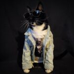 James Cipperly Instagram - Meeeeeow . . . #baybee #cat #Monday #catsplay #whiskers #mondaysareforthecats