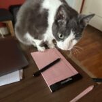 Jared Goldstein Instagram - 😽
