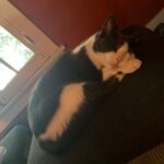 Jared Goldstein Instagram - 😽