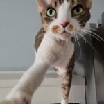 Jayson Blair Instagram - He knows every trick in the game, this guy. Tag a friend who's pet begs like this. #cat #catsofinstagram #devonrex #funnypets #catreels
