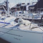 Jean-Baptiste Toussaint Instagram - Je viens de croiser un chien qui a mieux réussi dans la vie que moi. Deauville, France