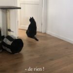Jean-Baptiste Toussaint Instagram - La scène de la dispute dans Marriage Story mais avec mon chat qui cogne dans le mur.