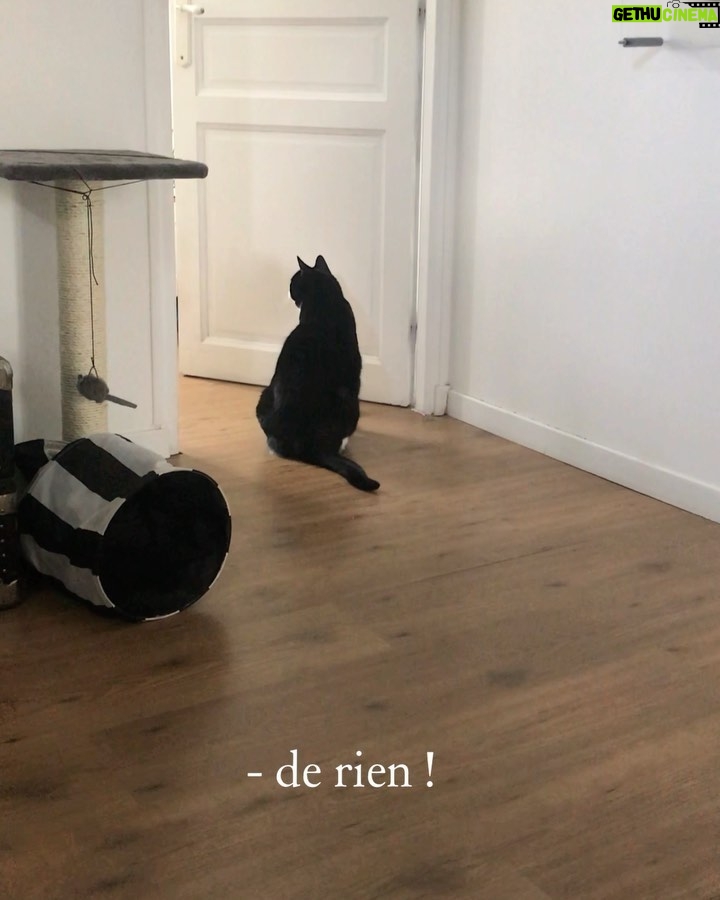 Jean-Baptiste Toussaint Instagram - La scène de la dispute dans Marriage Story mais avec mon chat qui cogne dans le mur.