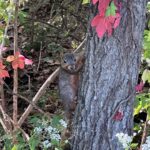 Jen Sutphin Instagram - I’m literally a nature photographer now #deeznuts 🐿️