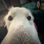 Jen Sutphin Instagram - His snoot grew