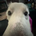 Jen Sutphin Instagram - His snoot grew
