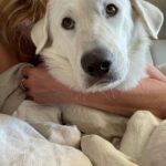 Jennifer Aniston Instagram - One year with my lovable, squeezable, talkative (barks at air), cuddly, and not-so-little-anymore Lord Chesterfield 🥳❤️🐾