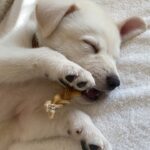 Jennifer Aniston Instagram - 👋🏼 Hi! I’d like to introduce to you the newest member of our 🐾 family….this is (a very tired) Lord Chesterfield ❤️. He stole my heart immediately. A HUGE thank you to @wagmorpets for the incredible work you do. Grateful you take such great care of these rescues and find them their forever homes🙏🏼