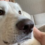 Jennifer Aniston Instagram - One year with my lovable, squeezable, talkative (barks at air), cuddly, and not-so-little-anymore Lord Chesterfield 🥳❤️🐾
