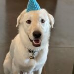 Jennifer Aniston Instagram - One year with my lovable, squeezable, talkative (barks at air), cuddly, and not-so-little-anymore Lord Chesterfield 🥳❤️🐾