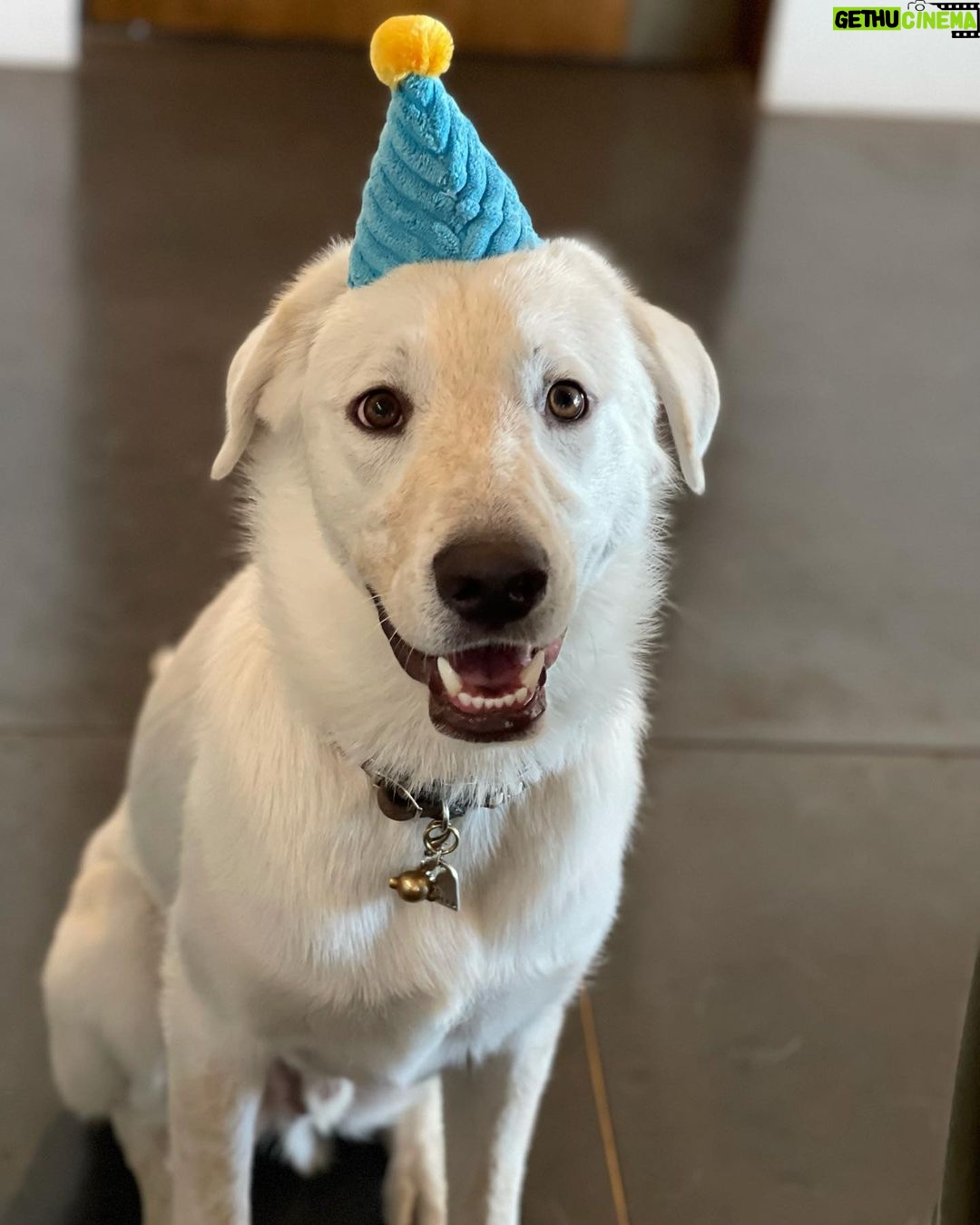 Jennifer Aniston Instagram - One year with my lovable, squeezable, talkative (barks at air), cuddly, and not-so-little-anymore Lord Chesterfield 🥳❤️🐾