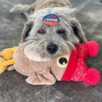 Jennifer Aniston Instagram - EVERY VOTE COUNTS 😉🐾❤️