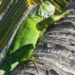 Jennifer Finnigan Instagram - One more drop from our little holiday…I know I know “Enough already Finnigan!!!” I’m even annoying myself with these pics. But it was all so blue and so warm and so gorgeous!!!! And yes that’s a damn bistro table in the ocean (and a damn Pina Colada in my hand)!!!! Also the lizard. Iguana?😳) 💙💙💙 #stmaarten #caribbean #dreamvacation Ilét Pinel, Pinel Island, French West India