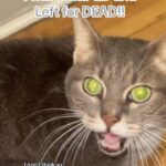 Jennings Brower Instagram - “BECAUSE I’M TRASH, DAD!” “NO!” 🐈‍⬛😂🤦🏻‍♂️ #cat #catsofinstagram #cats #funny Los Angeles, California