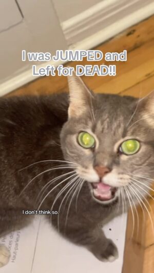 Jennings Brower Instagram - “BECAUSE I’M TRASH, DAD!” “NO!” 🐈‍⬛😂🤦🏻‍♂️
#cat #catsofinstagram #cats #funny