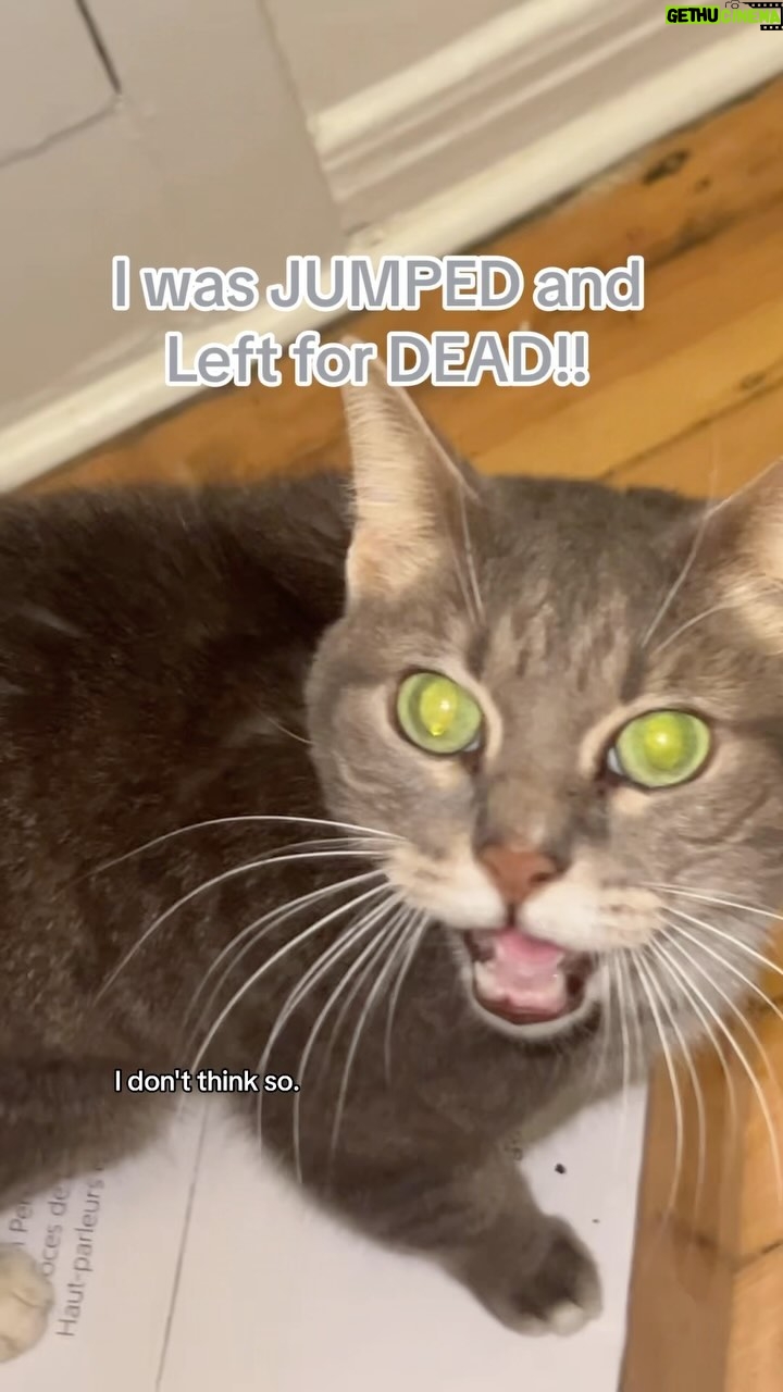 Jennings Brower - 4.2K Likes - “BECAUSE I’M TRASH, DAD!” “NO!” 🐈⬛😂🤦🏻♂️
#cat #catsofinstagram #cats #funny