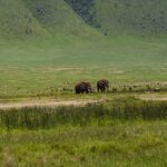 Jerrika Hinton Instagram – Dear Diary,
We are so, so blessed. Ashe, ashe, ashe.
•
Ngorongoro Crater, Tanzania