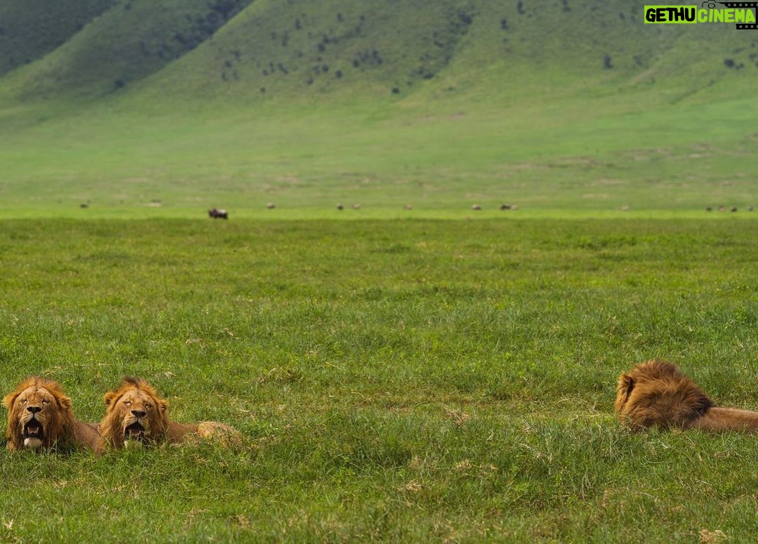Jerrika Hinton Instagram - Dear Diary, We are so, so blessed. Ashe, ashe, ashe. • Ngorongoro Crater, Tanzania