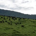 Jerrika Hinton Instagram - Dear Diary, We are so, so blessed. Ashe, ashe, ashe. • Ngorongoro Crater, Tanzania