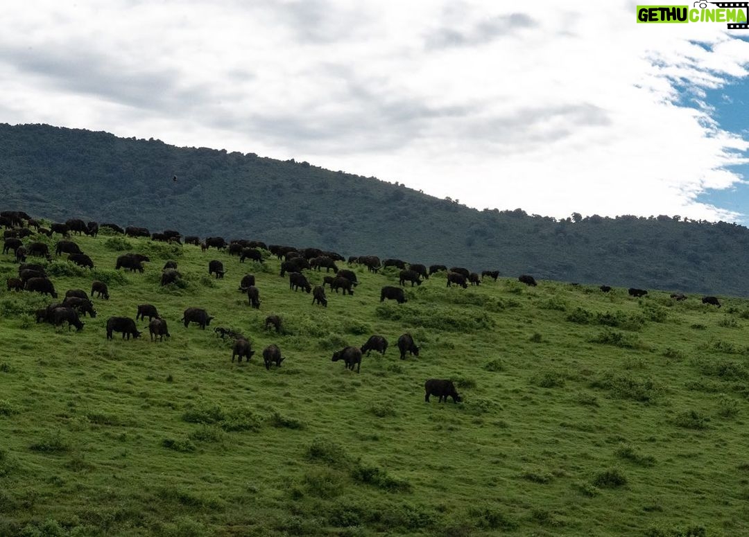 Jerrika Hinton Instagram - Dear Diary, We are so, so blessed. Ashe, ashe, ashe. • Ngorongoro Crater, Tanzania