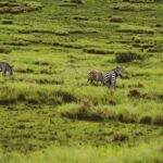Jerrika Hinton Instagram - Dear Diary, We are so, so blessed. Ashe, ashe, ashe. • Ngorongoro Crater, Tanzania