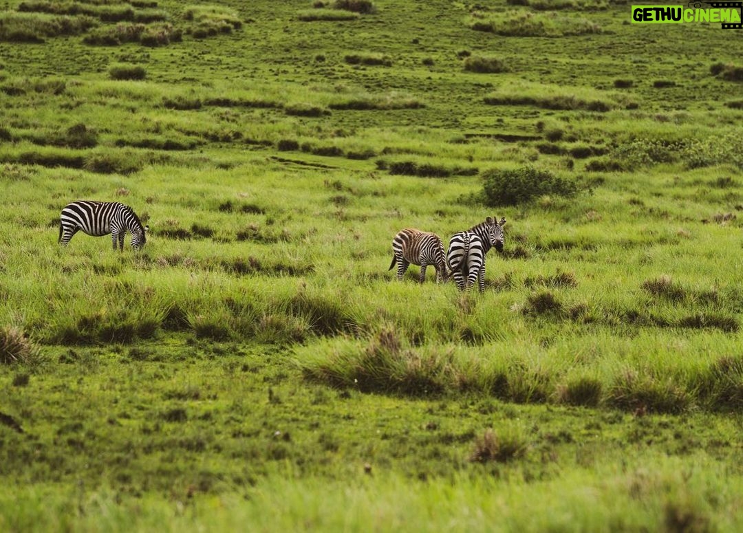 Jerrika Hinton Instagram - Dear Diary, We are so, so blessed. Ashe, ashe, ashe. • Ngorongoro Crater, Tanzania