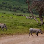 Jerrika Hinton Instagram – Dear Diary,
The green! All the green! Let’s remember the green! And what occurred to us in our private thoughts whilst in the caldera. Ashe.
•
Ngorongoro Crater, Tanzania