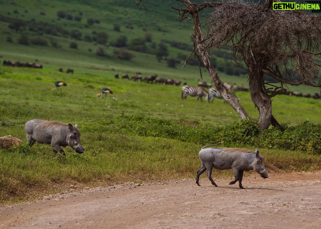 Jerrika Hinton Instagram - Dear Diary, The green! All the green! Let’s remember the green! And what occurred to us in our private thoughts whilst in the caldera. Ashe. • Ngorongoro Crater, Tanzania