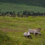Jerrika Hinton Instagram – Dear Diary,
The green! All the green! Let’s remember the green! And what occurred to us in our private thoughts whilst in the caldera. Ashe.
•
Ngorongoro Crater, Tanzania