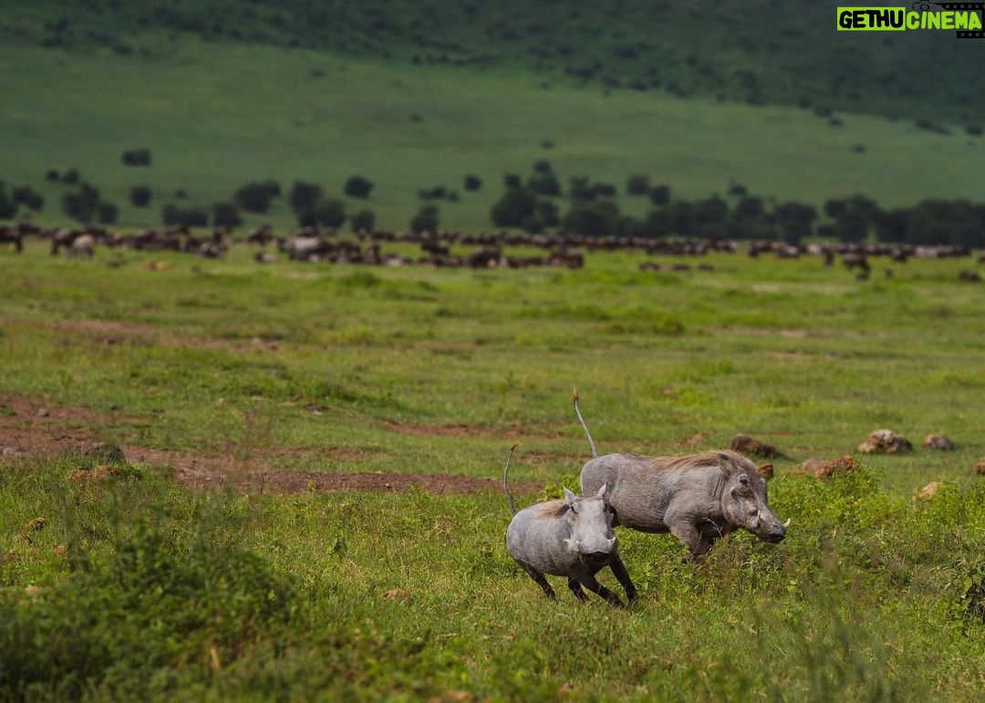 Jerrika Hinton Instagram - Dear Diary, The green! All the green! Let’s remember the green! And what occurred to us in our private thoughts whilst in the caldera. Ashe. • Ngorongoro Crater, Tanzania