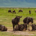 Jerrika Hinton Instagram – Dear Diary,
The green! All the green! Let’s remember the green! And what occurred to us in our private thoughts whilst in the caldera. Ashe.
•
Ngorongoro Crater, Tanzania