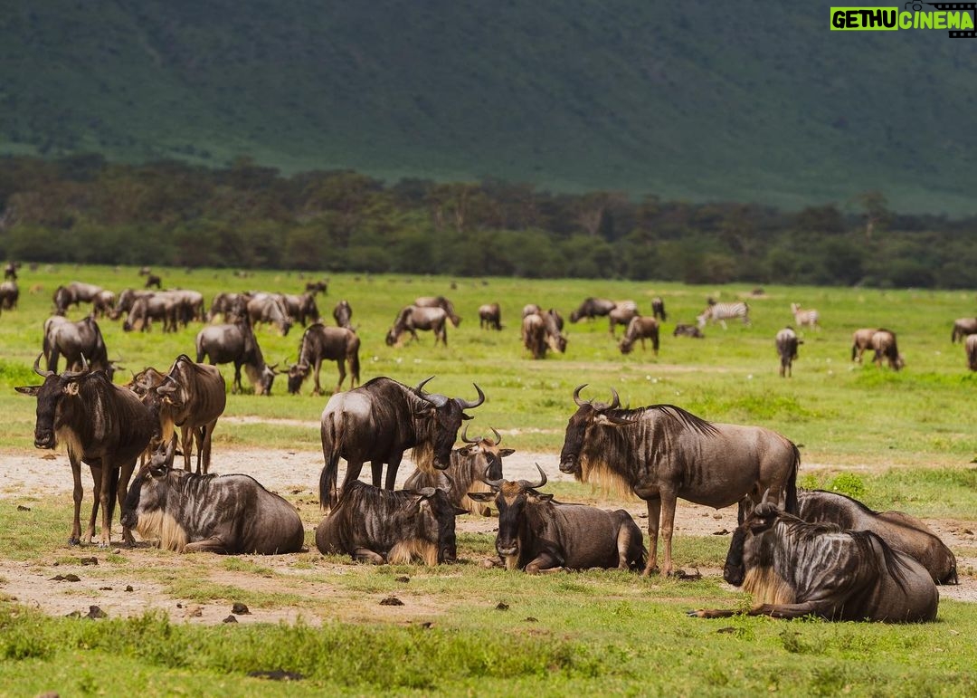 Jerrika Hinton Instagram - Dear Diary, The green! All the green! Let’s remember the green! And what occurred to us in our private thoughts whilst in the caldera. Ashe. • Ngorongoro Crater, Tanzania