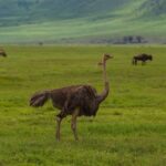 Jerrika Hinton Instagram – Dear Diary,
The green! All the green! Let’s remember the green! And what occurred to us in our private thoughts whilst in the caldera. Ashe.
•
Ngorongoro Crater, Tanzania