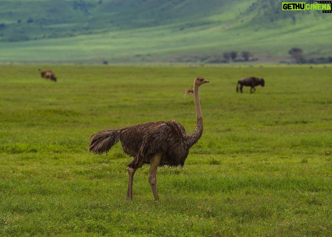 Jerrika Hinton Instagram - Dear Diary, The green! All the green! Let’s remember the green! And what occurred to us in our private thoughts whilst in the caldera. Ashe. • Ngorongoro Crater, Tanzania