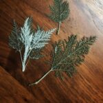 Jerrika Hinton Instagram – Dear Diary,
I want to remember “you are my blood,” all the small airports and helpful hands, Adam & Mollel, the village school, acacia trees and the smell of that one herb. Ashe.
•
Ngorongoro, Tanzania