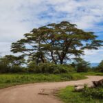 Jerrika Hinton Instagram - Dear Diary, I want to remember “you are my blood,” all the small airports and helpful hands, Adam & Mollel, the village school, acacia trees and the smell of that one herb. Ashe. • Ngorongoro, Tanzania