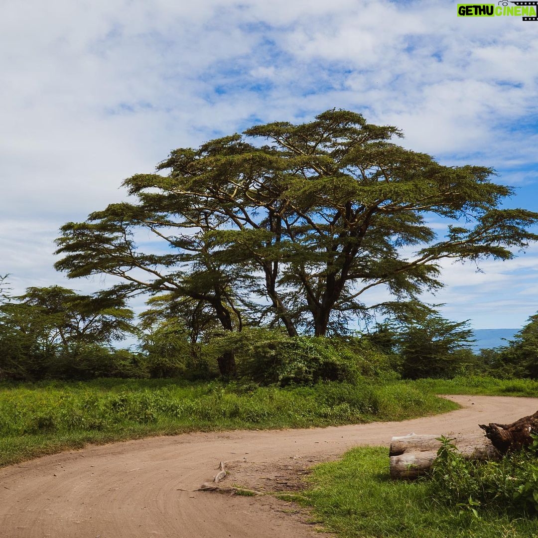 Jerrika Hinton Instagram - Dear Diary, I want to remember “you are my blood,” all the small airports and helpful hands, Adam & Mollel, the village school, acacia trees and the smell of that one herb. Ashe. • Ngorongoro, Tanzania