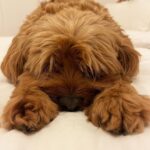 Jessica-Jane Stafford Instagram - Looking after this delightful little teddy bear of a dog for the week, but my god he can snore 😴😁