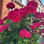 Jessica Gomes Instagram - 🏡💐🌺🌸🌼🥀🌹🌷🪻🌿 London, United Kingdom