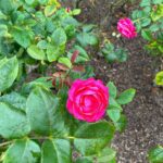 Jessica Gomes Instagram - 🏡💐🌺🌸🌼🥀🌹🌷🪻🌿 London, United Kingdom
