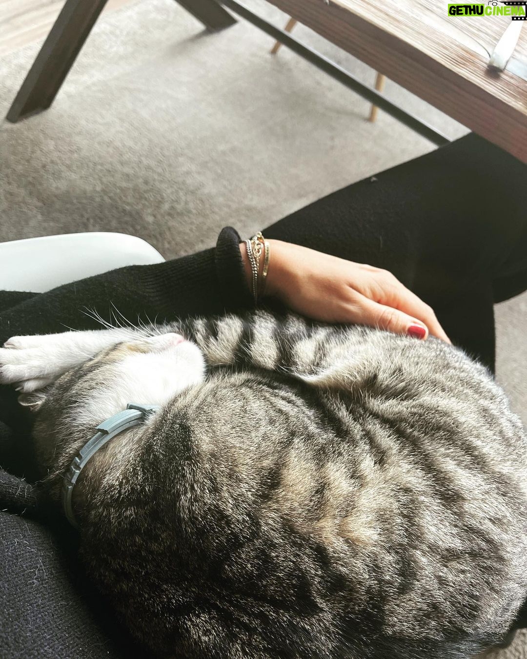 Jessica Schwarz - 1.3K Likes - Wenn die Mutti wieder zu Hause ist 😻 #catlovers#elizabete#mauz
