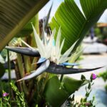 Jessica Schwarz Instagram - Strelitzia Nicolai… 😍 Everywhere in the garden #strelitzia#strelizianicolai#garden#gardenlove#glamping#setubal#portugal Gâmbia - Pontes - Alto da Guerra