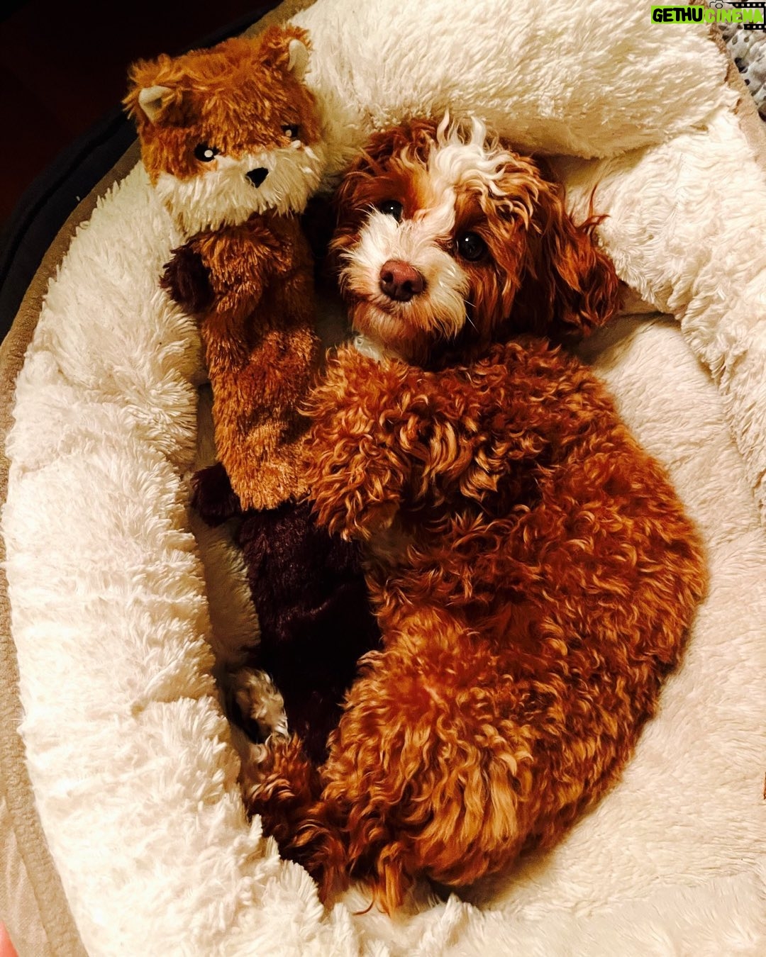 Jessica St. Clair Instagram - Bedtime for Cookie. @cookiecalicavapoo