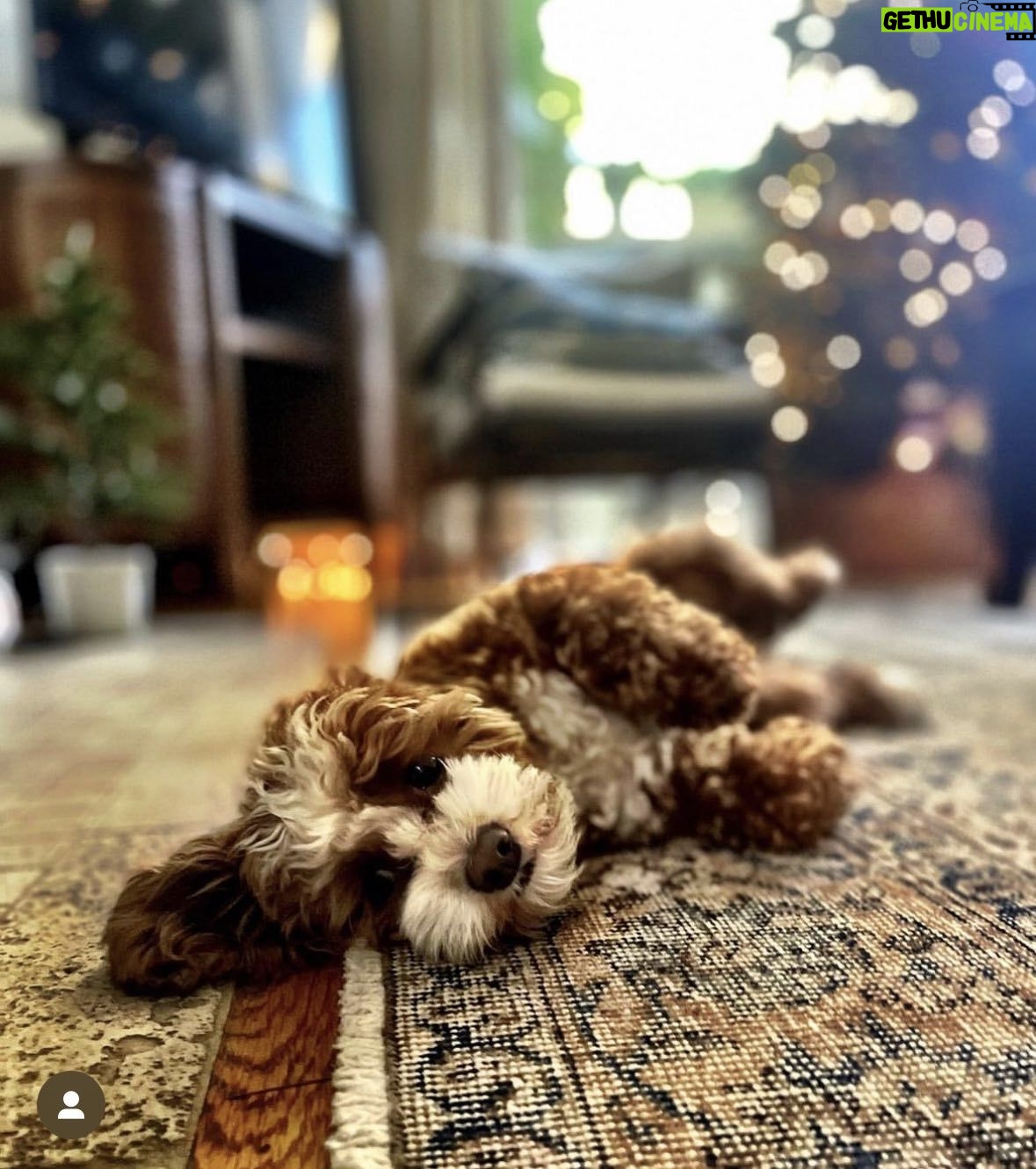 Jessica St. Clair Instagram - Let's all find some tree time today if we can... @cookiecalicavapoo