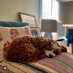 Jessica St. Clair Instagram - Sleeping muppet. @cookiecalicavapoo