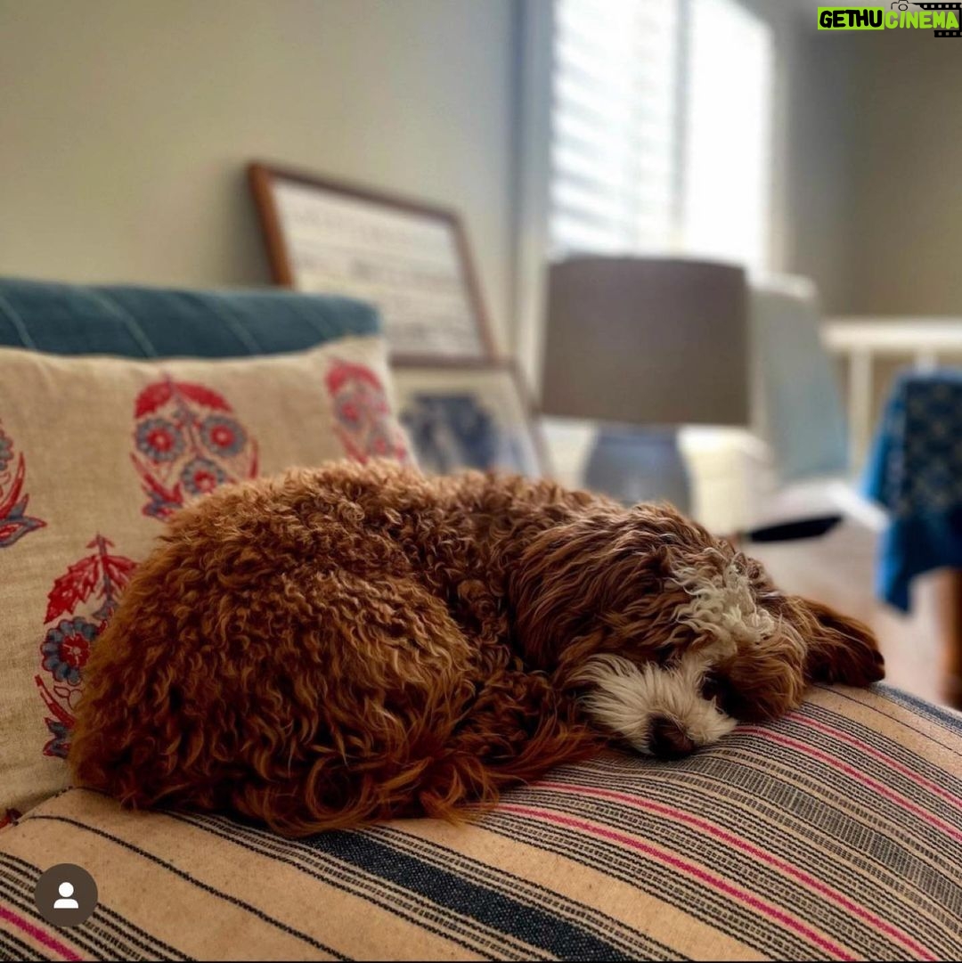 Jessica St. Clair Instagram - Sleeping muppet. @cookiecalicavapoo