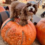 Jessica St. Clair Instagram - I can has pumpkin. @cookiecalicavapoo 🎃🐶🎃