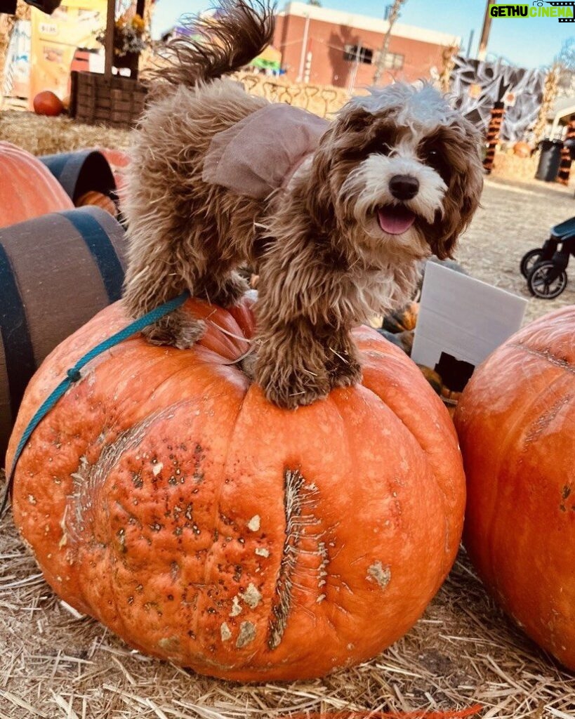 Jessica St. Clair Instagram - I can has pumpkin. @cookiecalicavapoo 🎃🐶🎃