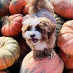 Jessica St. Clair Instagram - Cavapoo on a pumpkin! 🎃🐶🎃@cookiecalicavapoo